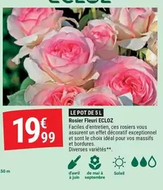 Ecloz - Rosier Fleuri offre à 19,99€ sur Gamm vert
