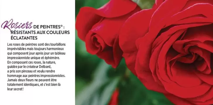 Rosiers De Peintres Reastants Aux Couleurs Eclatantes offre sur Delbard