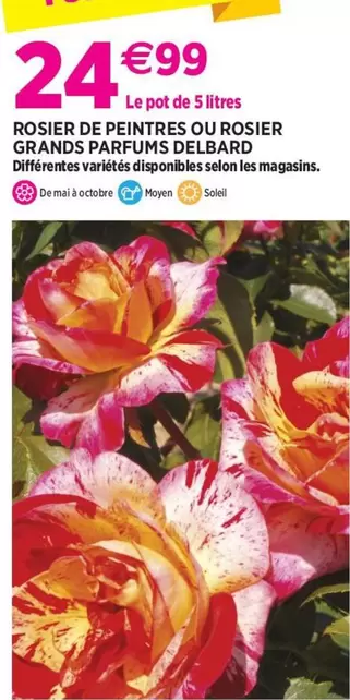 Rosier De Peintres Ou Rosier Grands Parfums Delbard offre à 24,99€ sur Delbard