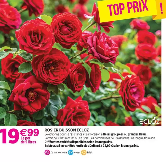 Ecloz - Rosier Buisson offre à 19,99€ sur Delbard
