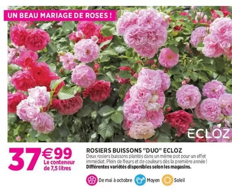 Ecloz - Rosiers Buissons " Duo" offre à 37,99€ sur Delbard
