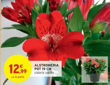 Alstromeria Pot  offre à 12,99€ sur Intermarché Hyper