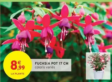 Fuchsia  offre à 8,99€ sur Intermarché Hyper