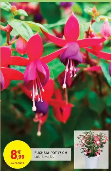 FUCHISIA POT 17 CM offre à 8,99€ sur Intermarché