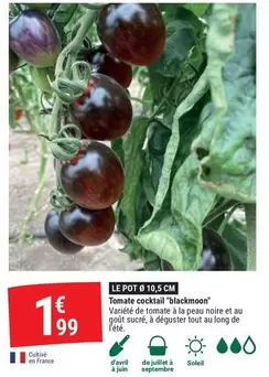 Avril - Tomate Cocktail offre à 1,99€ sur Gamm vert