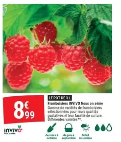 Invivo - Le Pot Des L Framboisiers offre à 8,99€ sur Gamm vert