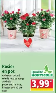 Rosier En Pot offre à 3,99€ sur Norma