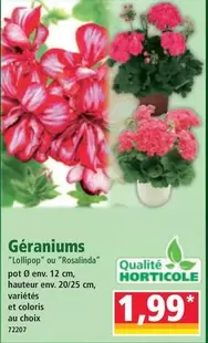 Géraniums offre à 1,99€ sur Norma