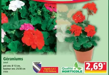 Géraniums offre à 2,69€ sur Norma