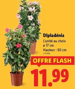 Dipladénia offre à 11,99€ sur Lidl