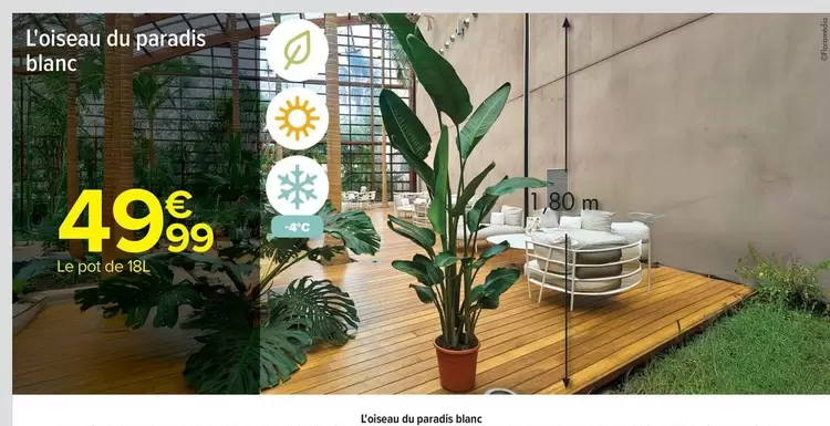 L'oiseau Du Paradis Blanc offre à 49,99€ sur Carrefour Contact