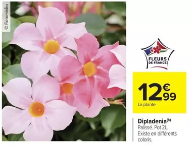 Dipladenia offre à 12,99€ sur Carrefour Market