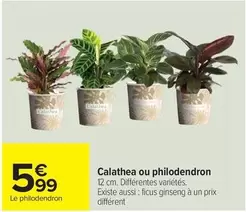 Calathea Ou Philodendron offre à 5,99€ sur Carrefour Market