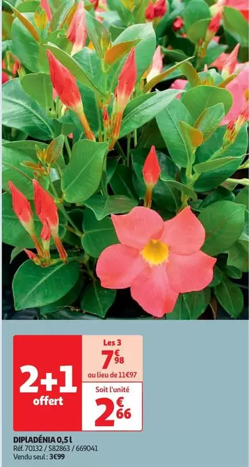 Dipladenia  offre à 3,99€ sur Auchan Hypermarché