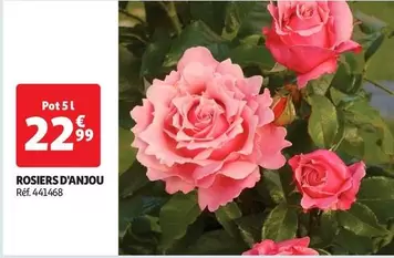 Rosiers D'Anjou offre à 22,99€ sur Auchan Hypermarché
