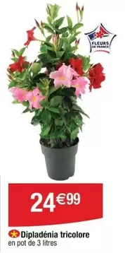 Dipladénia Tricolore offre à 24,99€ sur Cora