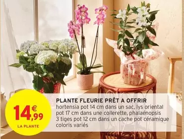 Plante Fleurie Prêt A Offrir offre à 14,99€ sur Intermarché Contact
