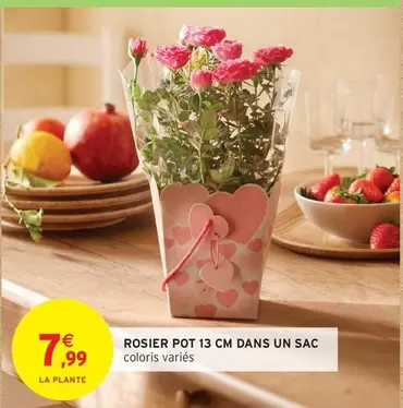 Rosier Pot 13 Cm Dans Un Sac offre à 7,99€ sur Intermarché
