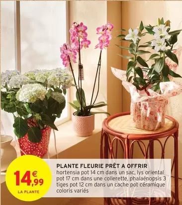 Plante Fleurie Prêt A Offrir offre à 14,99€ sur Intermarché