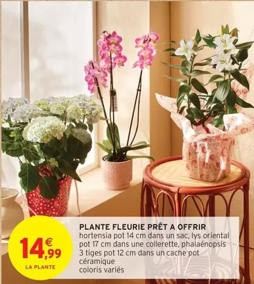 Plante Fleurie Prêt A Offrir offre à 14,99€ sur Intermarché