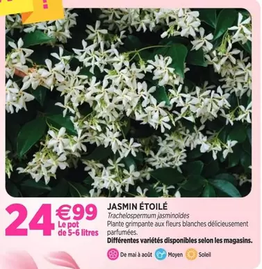 Jasmin Étoile offre à 24,99€ sur Delbard