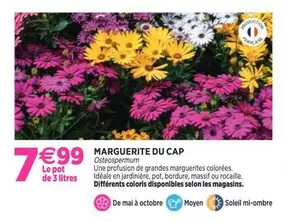 Marguerite Du Cap  offre à 7,99€ sur Delbard
