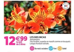 Lys Des Incas offre à 12,99€ sur Delbard
