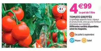 Tomate Greffée offre à 4,99€ sur Delbard