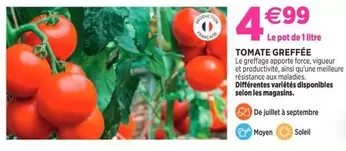 Tomate greffe offre à 4,99€ sur Delbard