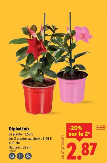 Dipladénia offre à 3,59€ sur Lidl