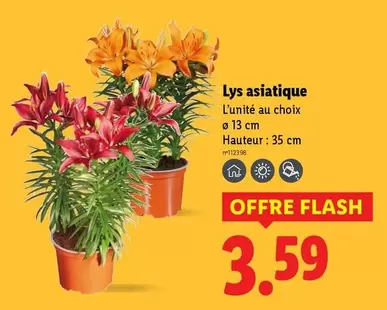Lys Asiatique offre à 3,59€ sur Lidl