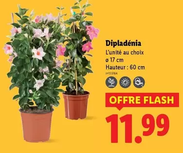 Dipladenia offre à 11,99€ sur Lidl