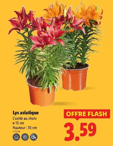 Lys Asiatique offre à 3,59€ sur Lidl