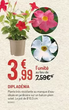Dipladenia offre à 3,99€ sur Botanic