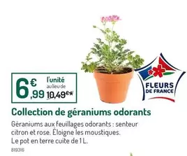 Collection De Géraniums Odorants offre à 6,99€ sur Botanic