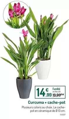 Curcuma + Cache-pot offre à 14,99€ sur Botanic