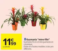 Guzmania "mère-Fille" offre à 11,99€ sur Carrefour Contact