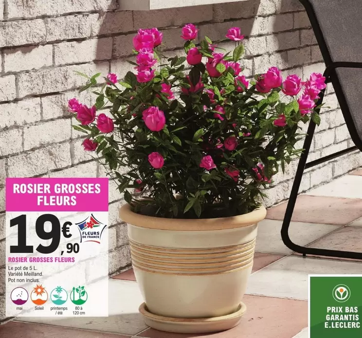Rosier Grosses Fleurs offre à 19,9€ sur E.Leclerc Jardi