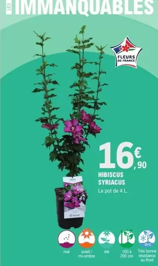 Hibiscus Syriacus offre à 16,9€ sur E.Leclerc Jardi