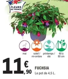 Fuchsia offre à 11,9€ sur E.Leclerc Jardi