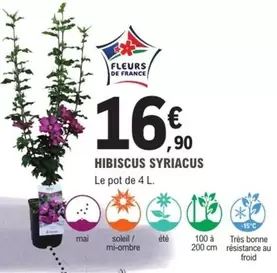 Hibiscus Syriacus offre à 16,9€ sur E.Leclerc Jardi